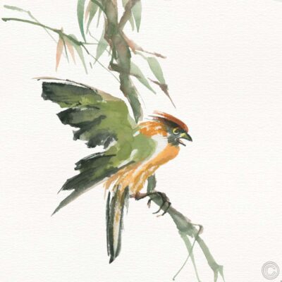 Formosan Firecrest