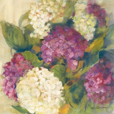 Hydrangea Delight I