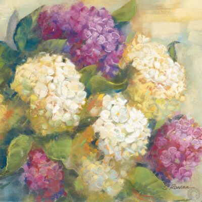 Hydrangea Delight II