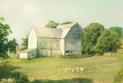 Farm Morning III