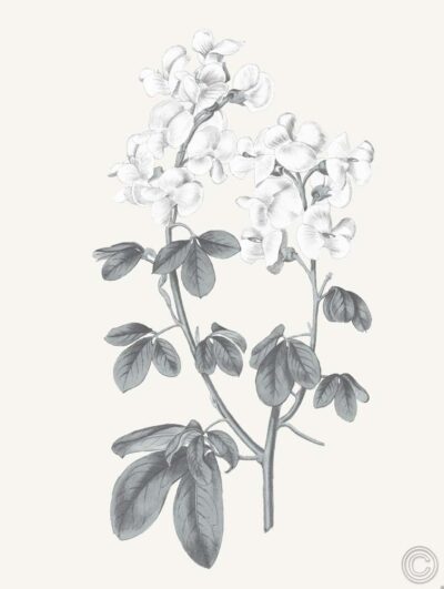 Neutral Botanical III