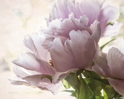 Translucent Peony I