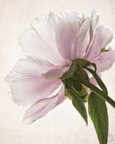 Translucent Peony III