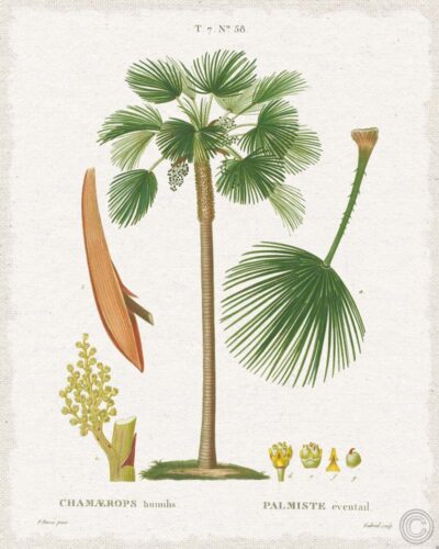 Island Botanicals I