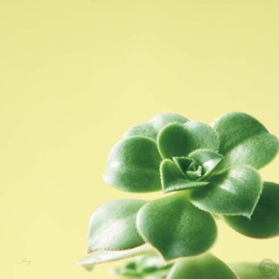 Succulent Simplicity VIII