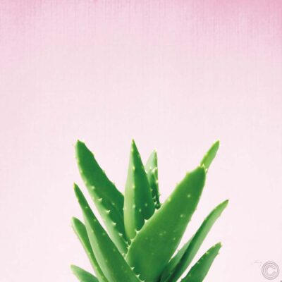 Succulent Simplicity V on Pink