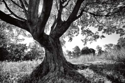 Longwood Tree