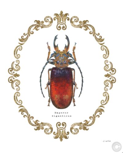 Adorning Coleoptera I