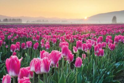 Skagit Valley Tulips I