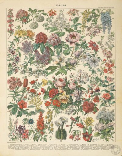 French Flower Chart