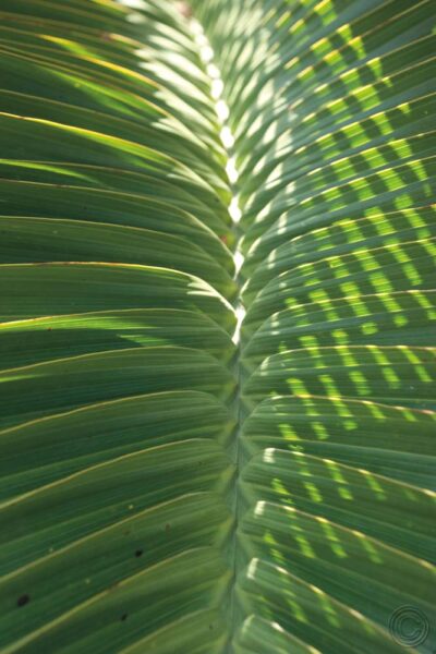 Detalle palmera I