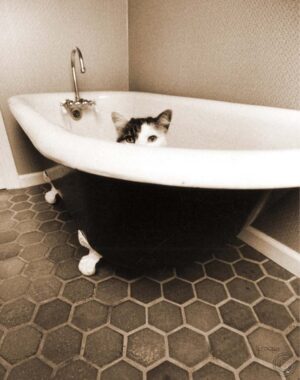 Kitty III