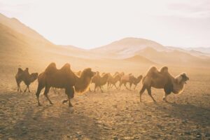 Camellos en marcha