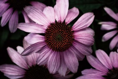 Echinacea