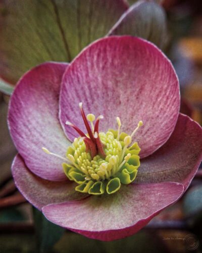 Lenton Rose IV