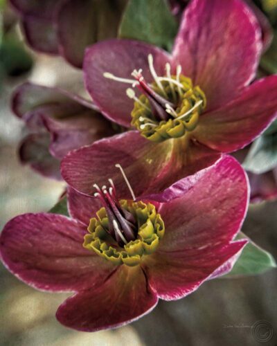 Lenton Rose V