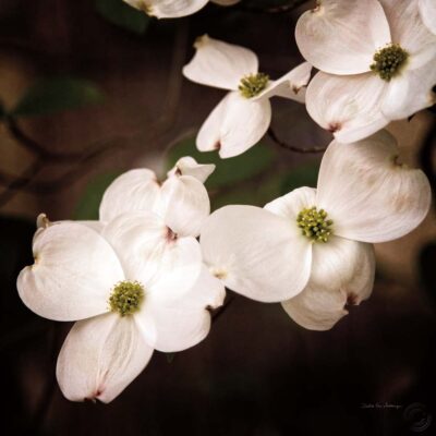 White Dogwood III