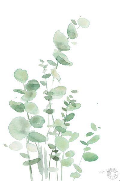 Eucalyptus I