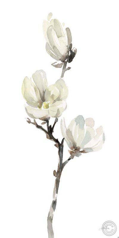 White Magnolia I