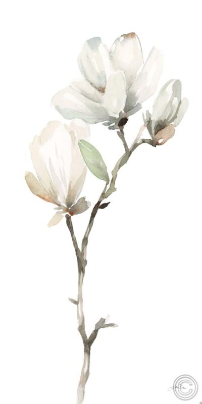 White Magnolia II