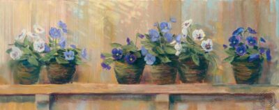 Violets in Pots