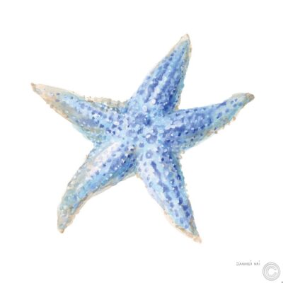 Estrella de mar