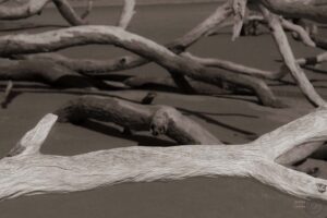 Georgia Driftwood II