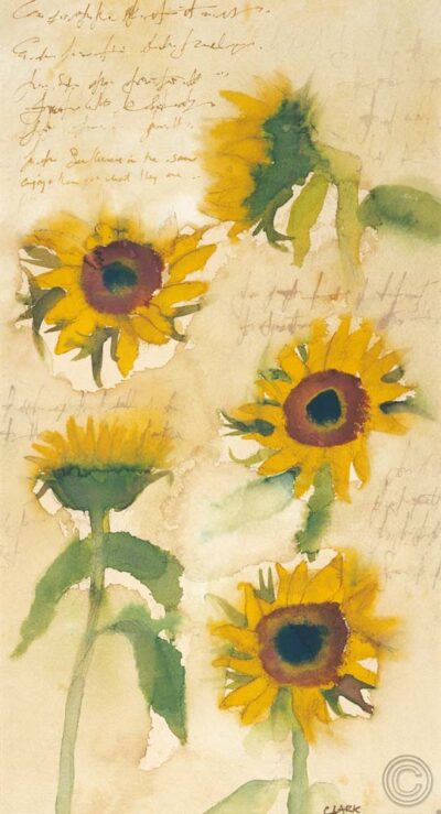 Sunflowers