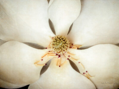 Detalle de magnolia I