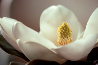 Detalle de magnolia II