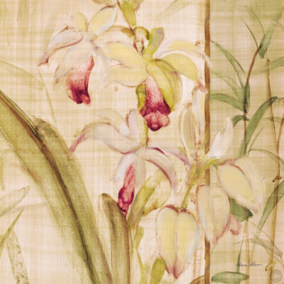 Orquídeas II