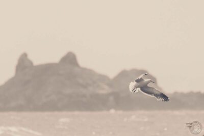 Vuelo junto al mar