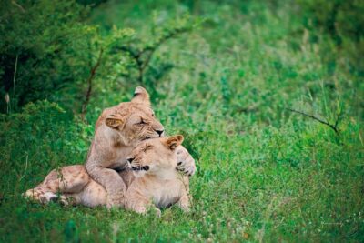 Leones juguetones