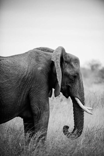 Perfil lateral de Elefante en blanco y negro