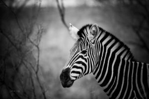 Cebra en blanco y negro